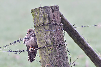 BUITEN BEELD Foto: 287376