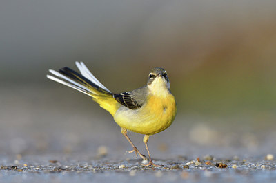BUITEN BEELD Foto: 287378