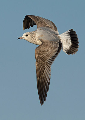 BUITEN BEELD Foto: 287387