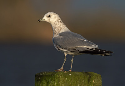 BUITEN BEELD Foto: 287390