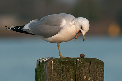 BUITEN BEELD Foto: 287393