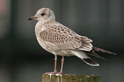 BUITEN BEELD Foto: 287396