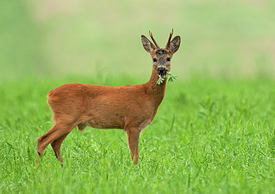 BUITEN BEELD Foto: 287404