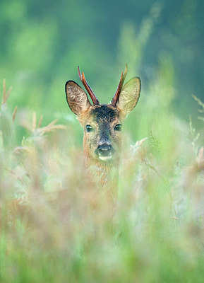 BUITEN BEELD Foto: 287405