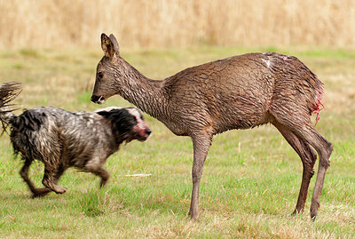 BUITEN BEELD Foto: 287413