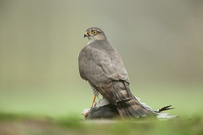 BUITEN BEELD Foto: 287440