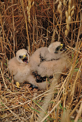 BUITEN BEELD Foto: 287453