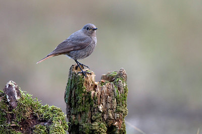 BUITEN BEELD Foto: 287459