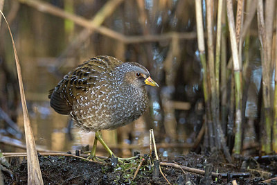 BUITEN BEELD Foto: 287479
