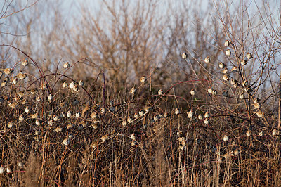 BUITEN BEELD Foto: 287482