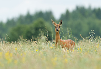 BUITEN BEELD Foto: 287484