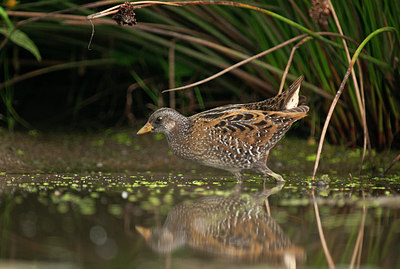 BUITEN BEELD Foto: 287496