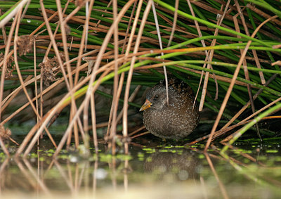 BUITEN BEELD Foto: 287497