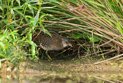 BUITEN BEELD Foto: 287501