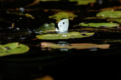 BUITEN BEELD Foto: 287519