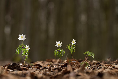 BUITEN BEELD Foto: 287524