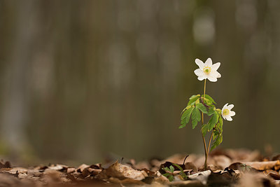 BUITEN BEELD Foto: 287525