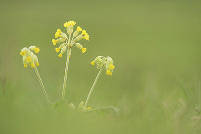 BUITEN BEELD Foto: 287532