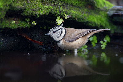 BUITEN BEELD Foto: 287543