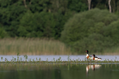 BUITEN BEELD Foto: 287551