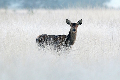 BUITEN BEELD Foto: 287571