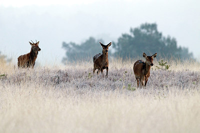 BUITEN BEELD Foto: 287574