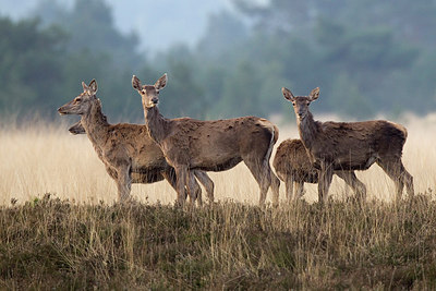 BUITEN BEELD Foto: 287575