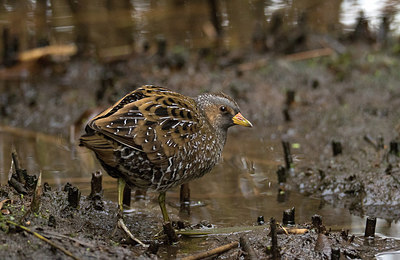 BUITEN BEELD Foto: 287582