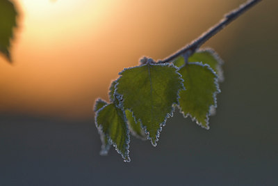 BUITEN BEELD Foto: 287596