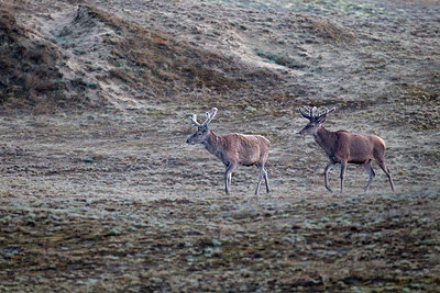 BUITEN BEELD Foto: 287607
