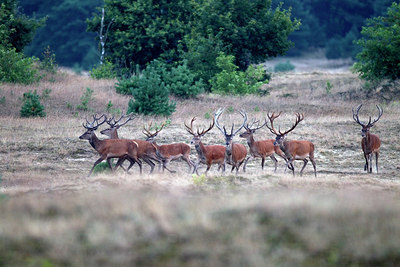 BUITEN BEELD Foto: 287621