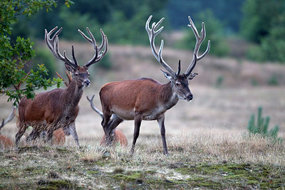 BUITEN BEELD Foto: 287622