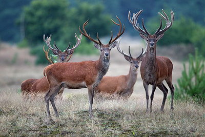 BUITEN BEELD Foto: 287625