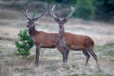 BUITEN BEELD Foto: 287626