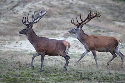 BUITEN BEELD Foto: 287627