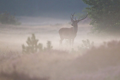 BUITEN BEELD Foto: 287629