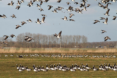 BUITEN BEELD Foto: 287633
