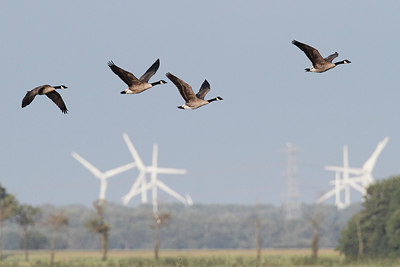 BUITEN BEELD Foto: 287634