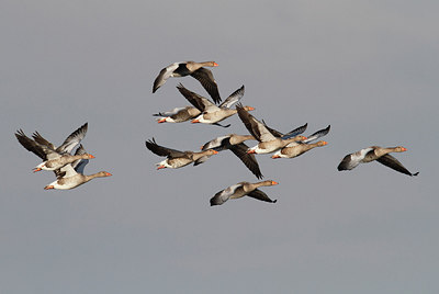 BUITEN BEELD Foto: 287635