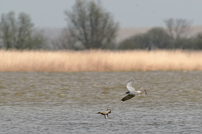 BUITEN BEELD Foto: 287640