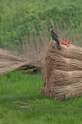 BUITEN BEELD Foto: 287641