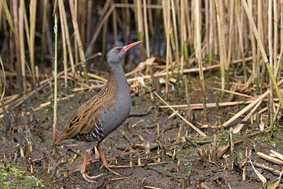 BUITEN BEELD Foto: 287644