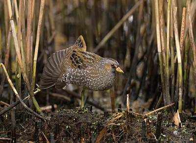 BUITEN BEELD Foto: 287645