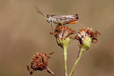 BUITEN BEELD Foto: 287646