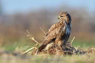 BUITEN BEELD Foto: 287652