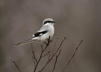 BUITEN BEELD Foto: 287657