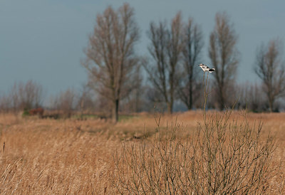 BUITEN BEELD Foto: 287658