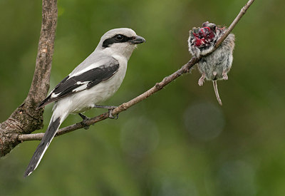 BUITEN BEELD Foto: 287661
