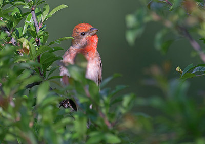 BUITEN BEELD Foto: 287663
