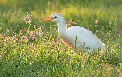 BUITEN BEELD Foto: 287666